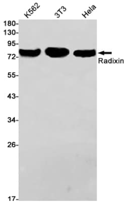 Invitrogen Radixin Recombinant Rabbit Monoclonal Antibody (K01_1X51) 50 &mu;L | Buy Online | Invitrogen&trade; | Fisher Scientific