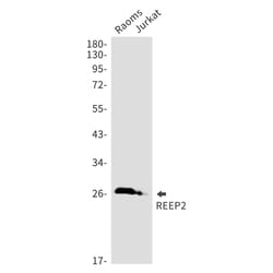 Invitrogen REEP2 Recombinant Rabbit Monoclonal Antibody (K01_1X72) 50 &mu;L;