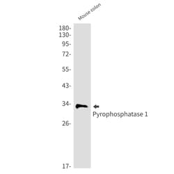 Invitrogen PPA1 Recombinant Rabbit Monoclonal Antibody (K01_1X39) 50 &mu;L;
