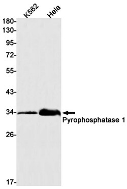 Invitrogen PPA1 Recombinant Rabbit Monoclonal Antibody (K01_1X39) 50 &mu;L;