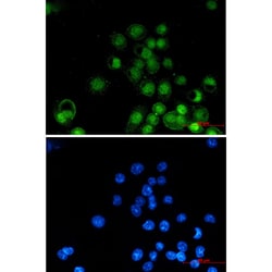 Invitrogen&trade;&nbsp;RXRA Recombinant Rabbit Monoclonal Antibody (K01_1X76)