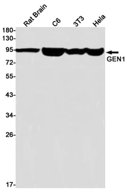 Invitrogen GEN1 Recombinant Rabbit Monoclonal Antibody (K01_1R62) 100 &mu;L | Buy Online | Invitrogen&trade; | Fisher Scientific