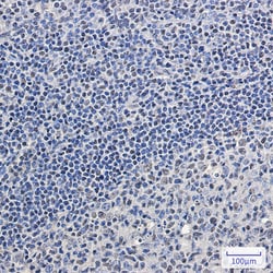Invitrogen SRSF2 Recombinant Rabbit Monoclonal Antibody (K01_1Y11) 50 &mu;L | Buy Online | Invitrogen&trade; | Fisher Scientific
