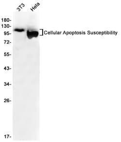 Invitrogen CAS Recombinant Rabbit Monoclonal Antibody (K01_1P47) 50 &mu;L | Buy Online | Invitrogen&trade; | Fisher Scientific