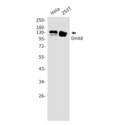 Invitrogen DHX8 Recombinant Rabbit Monoclonal Antibody (K01_1Q41) 50 &mu;L | Buy Online | Invitrogen&trade; | Fisher Scientific