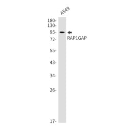 Invitrogen RAP1GAP Recombinant Rabbit Monoclonal Antibody (K01_1X60) 100 &mu;L | Buy Online | Invitrogen&trade; | Fisher Scientific