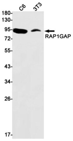 Invitrogen RAP1GAP Recombinant Rabbit Monoclonal Antibody (K01_1X60) 100 &mu;L | Buy Online | Invitrogen&trade; | Fisher Scientific