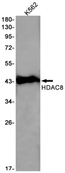 Invitrogen HDAC8 Recombinant Rabbit Monoclonal Antibody (K01_1S10) 50 &mu;L;