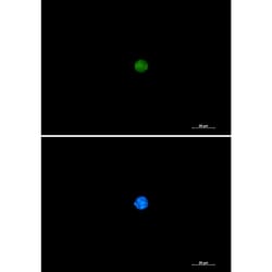 Invitrogen PIN1 Recombinant Rabbit Monoclonal Antibody (K01_1W78) 100 &mu;L | Buy Online | Invitrogen&trade; | Fisher Scientific