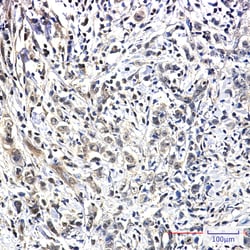 Invitrogen PIN1 Recombinant Rabbit Monoclonal Antibody (K01_1W78) 100 &mu;L | Buy Online | Invitrogen&trade; | Fisher Scientific