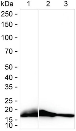 Invitrogen PIN1 Recombinant Rabbit Monoclonal Antibody (K01_1W78) 100 &mu;L | Buy Online | Invitrogen&trade; | Fisher Scientific