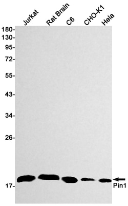 Invitrogen PIN1 Recombinant Rabbit Monoclonal Antibody (K01_1W78) 100 &mu;L | Buy Online | Invitrogen&trade; | Fisher Scientific