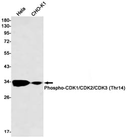 Invitrogen Phospho-CDK1/CDK2/CDK3 (Thr14) Recombinant Rabbit Monoclonal Antibody (K01_1P36) 100 &mu;L | Buy Online | Invitrogen&trade; | Fisher Scientific