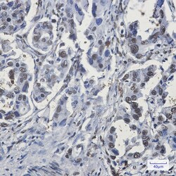 Invitrogen RBMX Recombinant Rabbit Monoclonal Antibody (K01_1S36) 50 &mu;L | Buy Online | Invitrogen&trade; | Fisher Scientific
