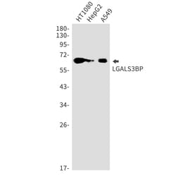 Invitrogen LGALS3BP Recombinant Rabbit Monoclonal Antibody (K01_1T47) 100 &mu;L | Buy Online | Invitrogen&trade; | Fisher Scientific