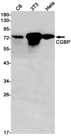 Invitrogen CGBP Recombinant Rabbit Monoclonal Antibody (K01_1P50) 50 &mu;L | Buy Online | Invitrogen&trade; | Fisher Scientific