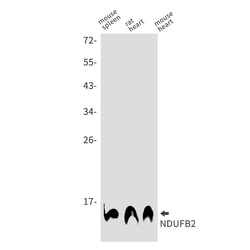 Invitrogen NDUFB2 Recombinant Rabbit Monoclonal Antibody (K01_1U53) 50 &mu;L | Buy Online | Invitrogen&trade; | Fisher Scientific