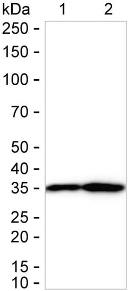 Invitrogen MDH2 Recombinant Rabbit Monoclonal Antibody (K01_1T73) 50 &mu;L;
