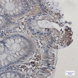 Invitrogen COX1 Recombinant Rabbit Monoclonal Antibody (K01_1P73) 50 &mu;L | Buy Online | Invitrogen&trade; | Fisher Scientific