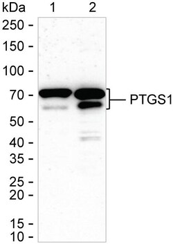 Invitrogen COX1 Recombinant Rabbit Monoclonal Antibody (K01_1P73) 50 &mu;L | Buy Online | Invitrogen&trade; | Fisher Scientific