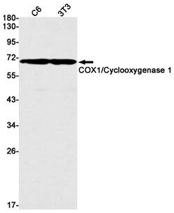 Invitrogen COX1 Recombinant Rabbit Monoclonal Antibody (K01_1P73) 50 &mu;L | Buy Online | Invitrogen&trade; | Fisher Scientific