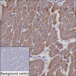 Invitrogen COX6C Recombinant Rabbit Monoclonal Antibody (K01_1Q11) 100 &mu;L | Buy Online | Invitrogen&trade; | Fisher Scientific
