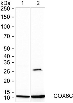 Invitrogen COX6C Recombinant Rabbit Monoclonal Antibody (K01_1Q11) 100 &mu;L | Buy Online | Invitrogen&trade; | Fisher Scientific