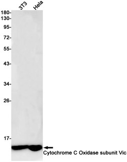 Invitrogen COX6C Recombinant Rabbit Monoclonal Antibody (K01_1Q11) 100 &mu;L | Buy Online | Invitrogen&trade; | Fisher Scientific