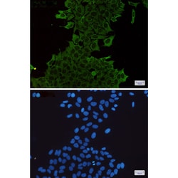 Invitrogen HSPA1A Recombinant Rabbit Monoclonal Antibody (K01_1S58) 50 &mu;L | Buy Online | Invitrogen&trade; | Fisher Scientific