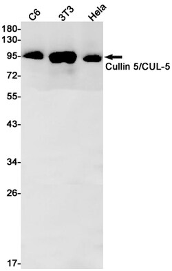 Invitrogen Cullin 5 Recombinant Rabbit Monoclonal Antibody (K01_1P96) 100 &mu;L | Buy Online | Invitrogen&trade; | Fisher Scientific