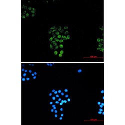 Invitrogen RASEF Recombinant Rabbit Monoclonal Antibody (K01_1X43) 50 &mu;L;