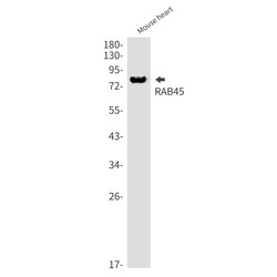 Invitrogen RASEF Recombinant Rabbit Monoclonal Antibody (K01_1X43) 50 &mu;L;