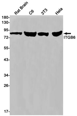 Invitrogen ITGB6 Recombinant Rabbit Monoclonal Antibody (K01_1T09) 100 &mu;L | Buy Online | Invitrogen&trade; | Fisher Scientific