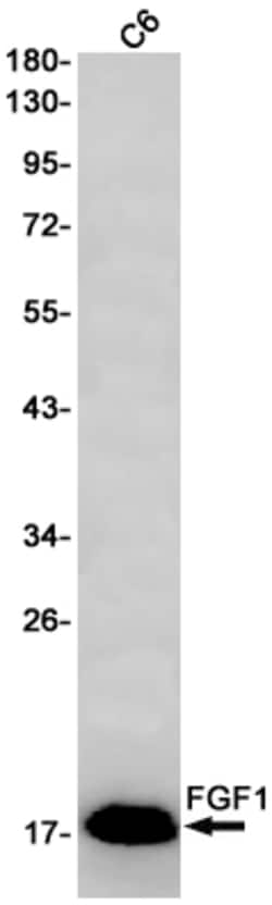 Invitrogen FGF1 Recombinant Rabbit Monoclonal Antibody (K01_1R14) 50 &mu;L | Buy Online | Invitrogen&trade; | Fisher Scientific