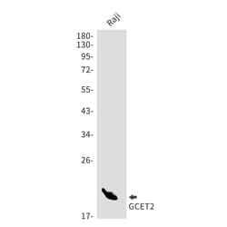 Invitrogen GCSAM Recombinant Rabbit Monoclonal Antibody (K01_1R55) 50 &mu;L;