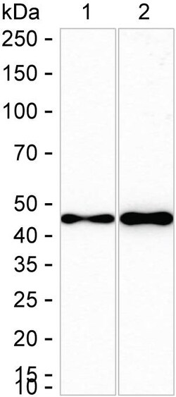 Invitrogen GAP43 Recombinant Rabbit Monoclonal Antibody (K01_1R53) 100 &mu;L | Buy Online | Invitrogen&trade; | Fisher Scientific