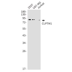 Invitrogen CLPTM1 Recombinant Rabbit Monoclonal Antibody (K01_1P65) 50 &mu;L | Buy Online | Invitrogen&trade; | Fisher Scientific