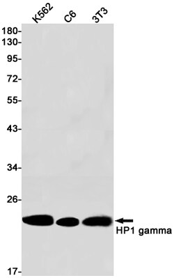 Invitrogen HP1 gamma Recombinant Rabbit Monoclonal Antibody (K01_1S47) 50 &mu;L | Buy Online | Invitrogen&trade; | Fisher Scientific