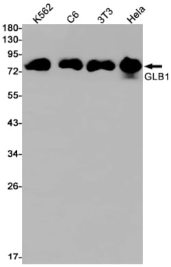 Invitrogen beta Galactosidase Recombinant Rabbit Monoclonal Antibody (K01_1R66)