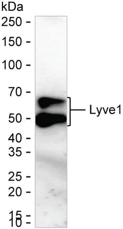 Invitrogen LYVE1 Recombinant Rabbit Monoclonal Antibody (K01_1T58) 100 &mu;L | Buy Online | Invitrogen&trade; | Fisher Scientific