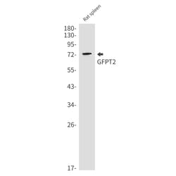 Invitrogen GFPT2 Recombinant Rabbit Monoclonal Antibody (K01_1R65) 100 &mu;L | Buy Online | Invitrogen&trade; | Fisher Scientific