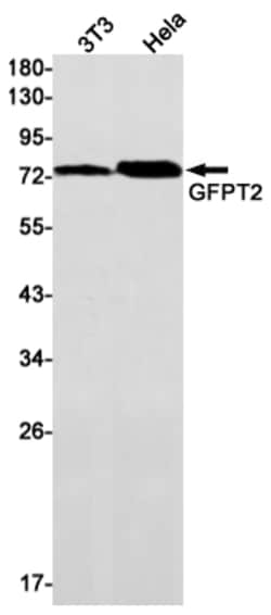 Invitrogen GFPT2 Recombinant Rabbit Monoclonal Antibody (K01_1R65) 100 &mu;L | Buy Online | Invitrogen&trade; | Fisher Scientific