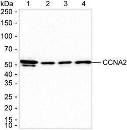 Invitrogen Cyclin A2 Recombinant Rabbit Monoclonal Antibody (K01_1Q01) 100 &mu;L | Buy Online | Invitrogen&trade; | Fisher Scientific
