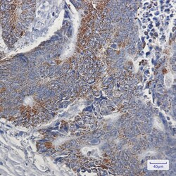 Invitrogen NDUFB9 Recombinant Rabbit Monoclonal Antibody (K01_1U55) 100 &mu;L | Buy Online | Invitrogen&trade; | Fisher Scientific