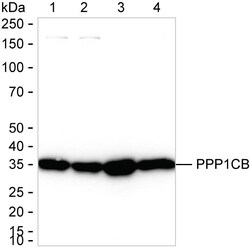 Invitrogen PP1 beta Recombinant Rabbit Monoclonal Antibody (K01_1X02) 100 &mu;L | Buy Online | Invitrogen&trade; | Fisher Scientific