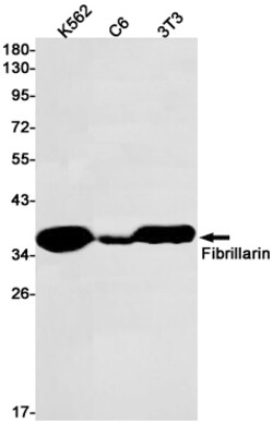 Invitrogen Fibrillarin Recombinant Rabbit Monoclonal Antibody (K01_1R18) 50 &mu;L | Buy Online | Invitrogen&trade; | Fisher Scientific