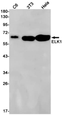 Invitrogen ELK1 Recombinant Rabbit Monoclonal Antibody (K01_1Q74) 100 &mu;L | Buy Online | Invitrogen&trade; | Fisher Scientific