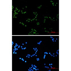 Invitrogen Histone H4 Recombinant Rabbit Monoclonal Antibody (K01_1S26) 50 &mu;L | Buy Online | Invitrogen&trade; | Fisher Scientific