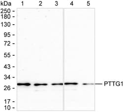 Invitrogen Securin Recombinant Rabbit Monoclonal Antibody (K01_1Y21) 100 &mu;L | Buy Online | Invitrogen&trade; | Fisher Scientific