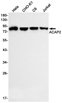 Invitrogen ACAP2 Recombinant Rabbit Monoclonal Antibody (K01_1P49) 50 &mu;L | Buy Online | Invitrogen&trade; | Fisher Scientific